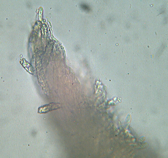 Steccherinum bourdotii